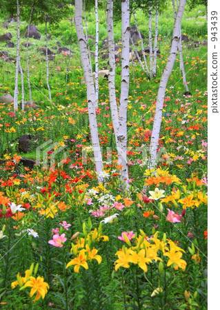 Birch Burakari 2 Birch Burakari 2 943439