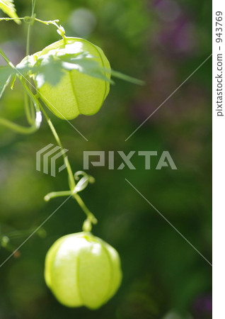 富森克魯茲 943769