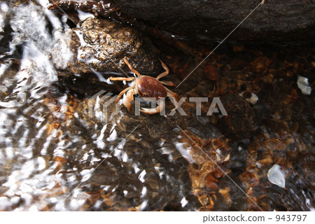 月亮峽谷的佐賀蟹 943797