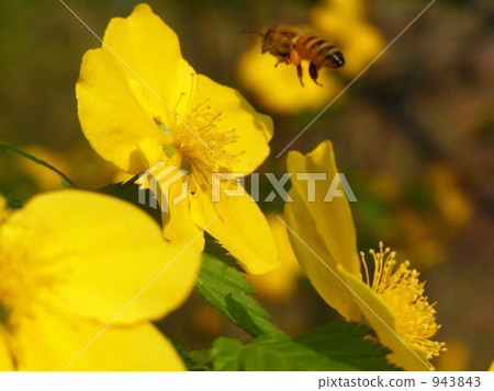 bee, hive bee, honeybee 943843