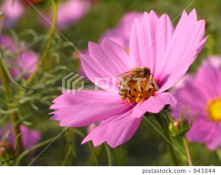 bee, hive bee, honeybee 943844