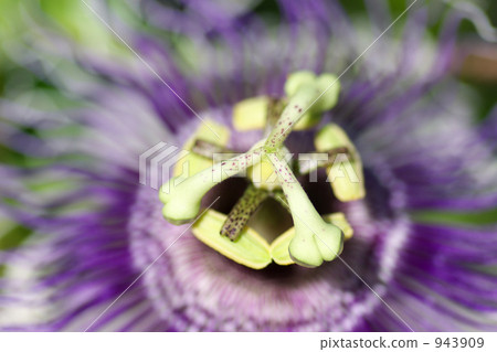 blue passion flower, bloom, blossom 943909