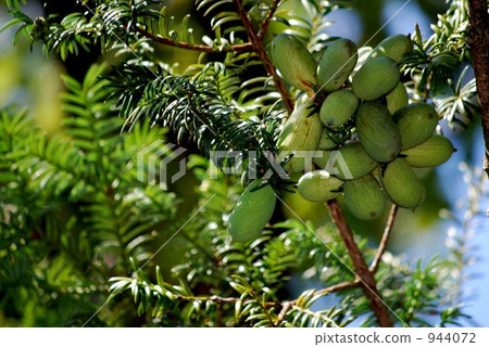 Hidarimaki Gaya 944072