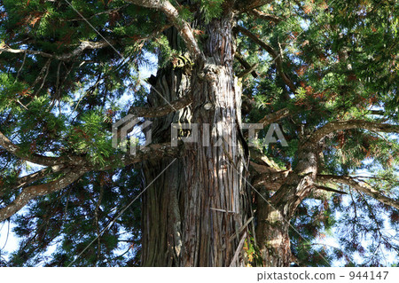 長野縣戶塚神社中間公司 長野縣戶塚神社中間公司 944147