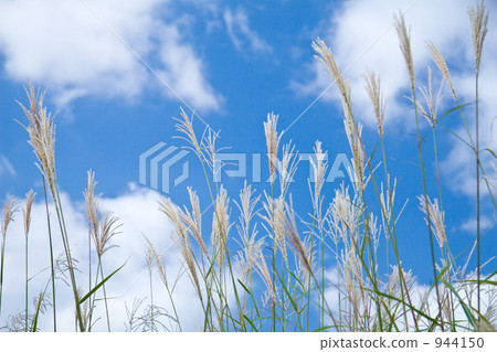 芒草 芒草 944150