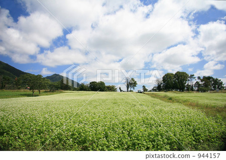 蕎麥田 944157
