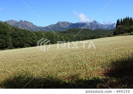 Togakushi蕎麥領域 944159