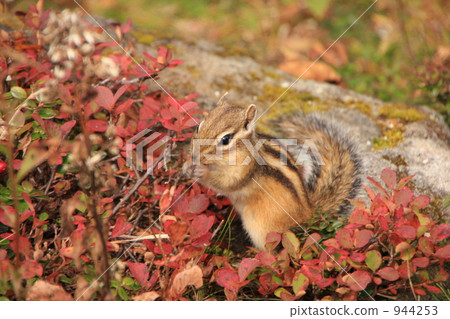 Chipmunk Chipmunk 944253