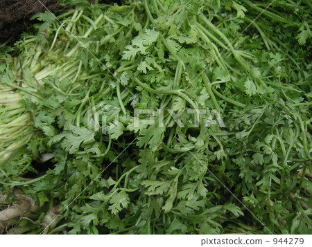 山野菜 蔬菜 菠菜 944279