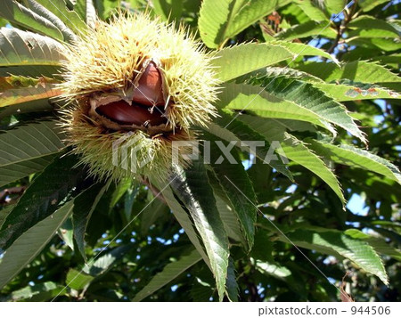 Chestnut Kami即將降臨 944506