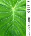 Leaf vein 944843