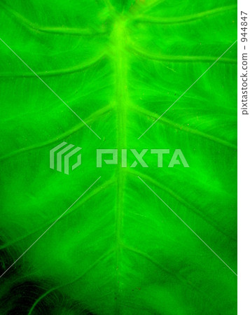 foliage, leaf, leaves 944847