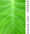 foliage, leaf, leaves 944849