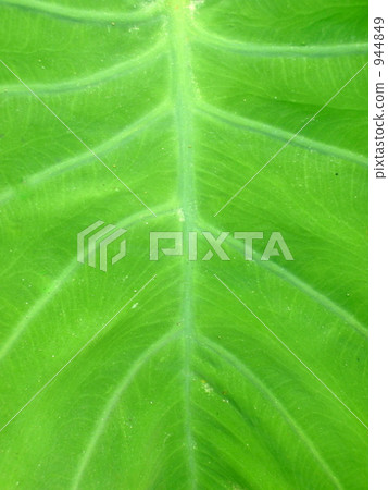 葉 樹葉 葉子 944849