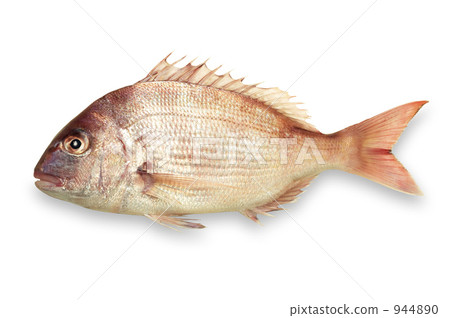 Natural red sea bream 944890