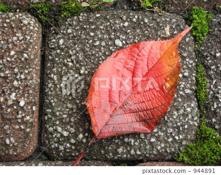 Autumn leaves of cherry leaves Autumn leaves of cherry leaves 944891