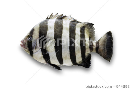 天然石鯛魚 944892