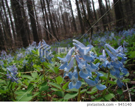 延胡索 延胡索 945140
