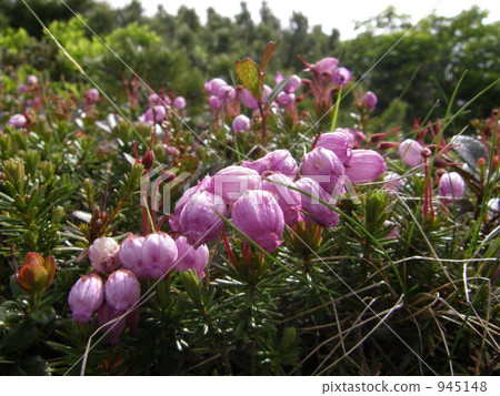Symbiosis of Ezonoguzaka (central) and Cozo Tsurakakura (left) Symbiosis of Ezonoguzaka (central) and Cozo Tsurakakura (left) 945148