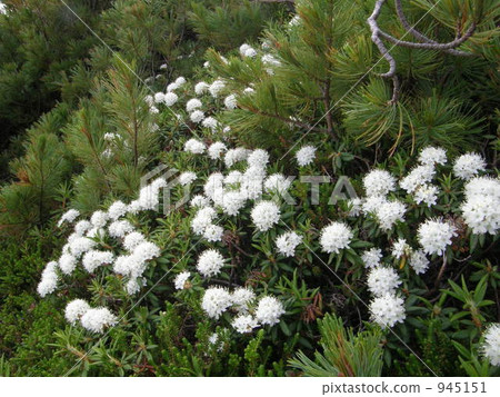 Flower of Ezoisoto river 945151