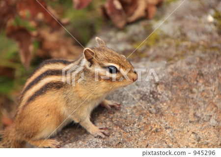 Chipmunk Chipmunk 945296