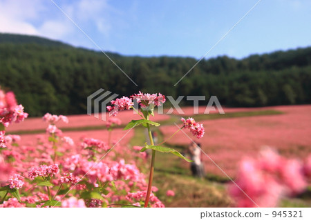 Takamine Ruby 4 945321