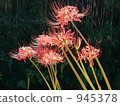 A cluster amaryllis that shines in the sunlight 945378