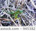Quietly mantis 945382