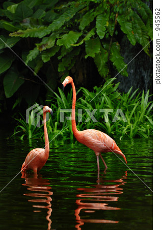 Marico couples 945562