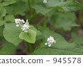 Buckwheat flowers 945578