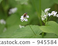 Bee and buckwheat flowers 945584