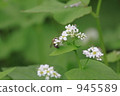 Bee and buckwheat flowers 2 945589