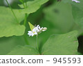 Buckwheat flowers 2 945593