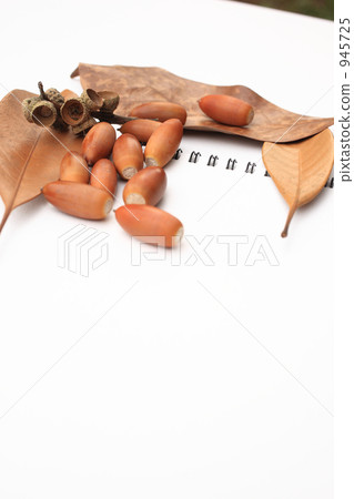 Sketchbook and acorn Sketchbook and acorn 945725