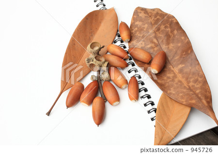 寫生和橡子 寫生和橡子 945726