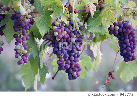 葡萄 葡萄園 葡萄莊園 945772