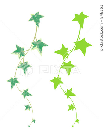 常春藤的輪廓 常春藤的輪廓 946361