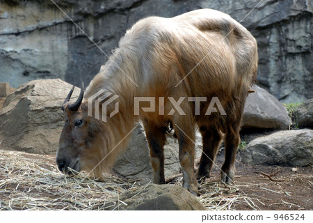 Golden takin during meal Golden takin during meal 946524