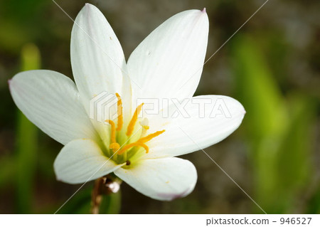 beaded hanging screen, bloom, blossom 946527