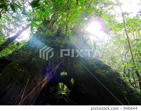 Yakushima 4 Yakushima 4 946644