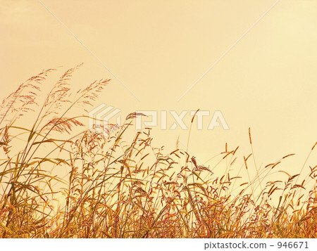 japanese pampas grass, sunset, foxtail 946671