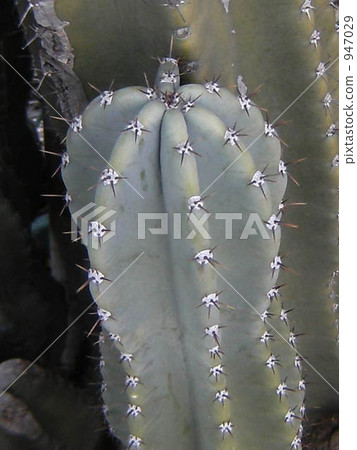Hashira cactus 947029