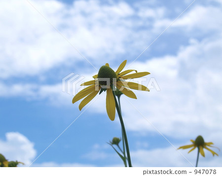 Old fish Old fish 947078