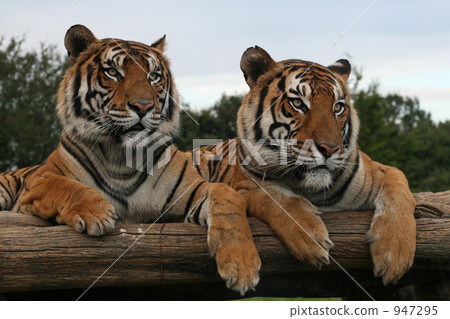 好朋友 好朋友 947295