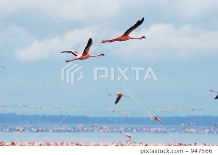 flamingo, flamingoes, flamingos 947566