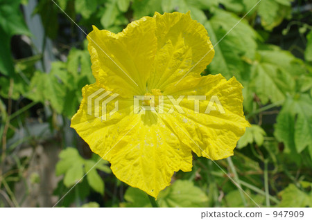 Loofah 947909