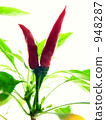 hawk's talons, capsicum, cayenne 948287