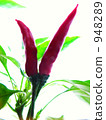 hawk's talons, capsicum, cayenne 948289