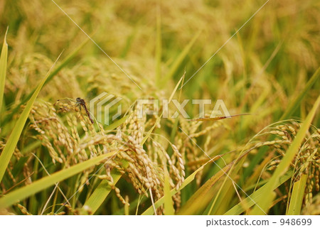 米領域蜻蜓在收穫前的 米領域蜻蜓在收穫前的 948699