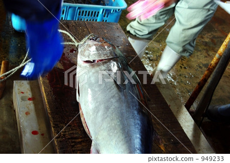 松前預訂金槍魚 松前預訂金槍魚 949233